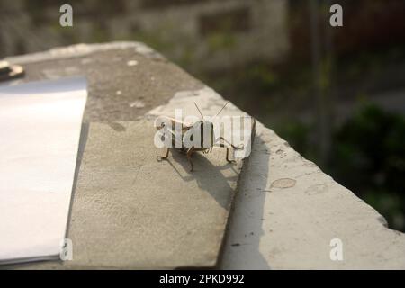 Locusta migratoria manilensis (Locusta migratoria manilensis) soleil matinal : (pix Sanjiv Shukla) Banque D'Images