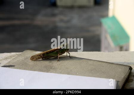 Locusta migratoria manilensis (Locusta migratoria manilensis) soleil matinal : (pix Sanjiv Shukla) Banque D'Images