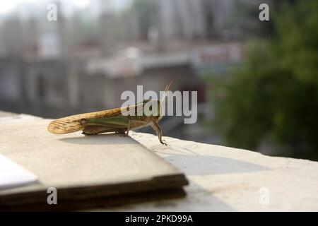 Locusta migratoria manilensis (Locusta migratoria manilensis) soleil matinal : (pix Sanjiv Shukla) Banque D'Images