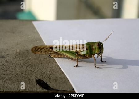 Locusta migratoria manilensis (Locusta migratoria manilensis) soleil matinal : (pix Sanjiv Shukla) Banque D'Images