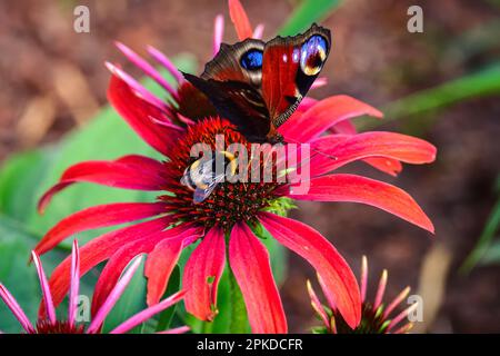 Magnifique paysage de fleurs d'été. Gros plan d'un papillon et d'une abeille sur une fleur rouge. Photo en faible profondeur de champ. Banque D'Images