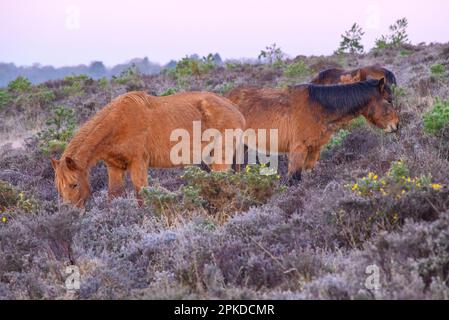 Hampton Ridge, Frogham, New Forest, Hampshire, Royaume-Uni, 7th avril 2023, temps : le week-end de Pâques commence par un vendredi matin froid et une touche de gel. Les poneys de la Nouvelle forêt se font griser à l'aube. Crédit : Paul Biggins/Alamy Live News Banque D'Images