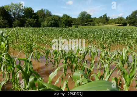 Champ de maïs inondé après la montée d'orage. Plantes vertes dans l'eau brune. Ligne d'arbre verte et ciel bleu. Banque D'Images