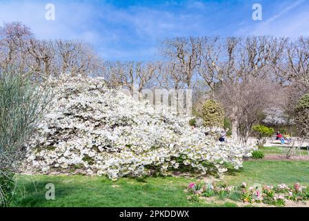 Paris, France, les gens qui apprécient les cerisiers en fleurs au jardin des plantes Banque D'Images