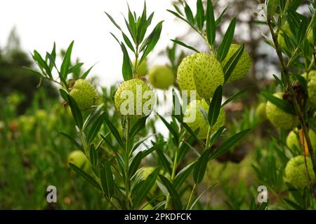 Gomphocarpus physocarpus, communément connu sous le nom de boules de cheveux, montgolfière, buisson de coton de ballons, boules d'évêque, tête de cloueur, ou plante de cygne, est une espèce de d Banque D'Images