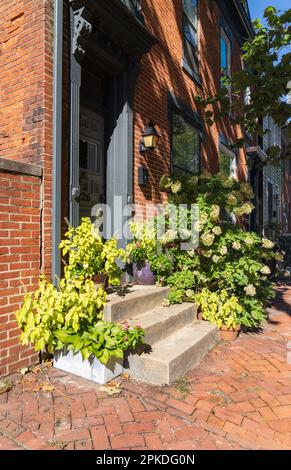 Maisons pittoresques en rangée de briques rouges avec stoop devant et buisson d'hortensia en fleurs en automne dans une rue à Harrisburg, capitale de Pennsylvanie États-Unis Banque D'Images