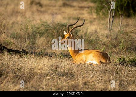 Impala mâle commune qui se trouve dans l'herbe à la mise à la terre Banque D'Images