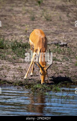Impala mâle commune debout buvant de la rivière Banque D'Images