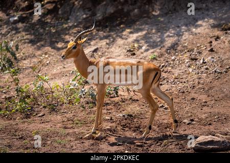 Impala mâle commun debout avec corne manquante Banque D'Images