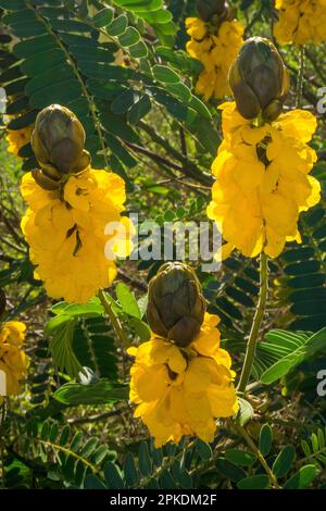 Chandelier (Senna didymobotrya), floraison, originaire d'Afrique, Andalousie, Costa del sol, Espagne, Europe Banque D'Images