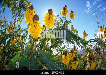 Chandelier (Senna didymobotrya), floraison, originaire d'Afrique, Andalousie, Costa del sol, Espagne, Europe Banque D'Images