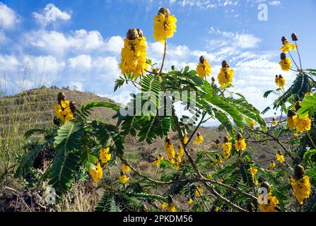 Chandelier (Senna didymobotrya), floraison, originaire d'Afrique, Andalousie, Costa del sol, Espagne, Europe Banque D'Images