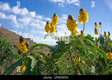 Chandelier (Senna didymobotrya), floraison, originaire d'Afrique, Andalousie, Costa del sol, Espagne, Europe Banque D'Images