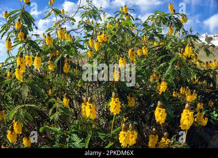 Chandelier (Senna didymobotrya), floraison, originaire d'Afrique, Andalousie, Costa del sol, Espagne, Europe Banque D'Images