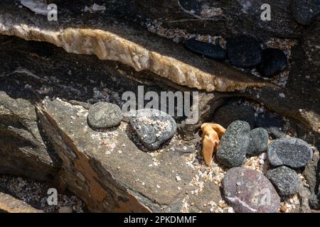 Roche structurée sur un côté de la plage. Diverses textures du matériau rugueux et des petits cailloux. Plage de Livadi, île de Thassos (Tassos), Grèce. Banque D'Images