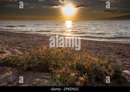 Eryngium maritimum sur une plage de la mer Egée (Méditerranée) et sur le côté ouest de l'île. Heure d'or. Ciel coloré avec quelques nuages. Thassos (Cass Banque D'Images