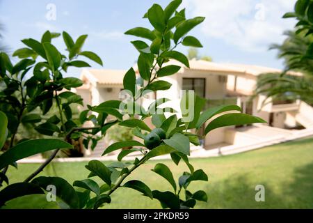 jeunes citrons verts sur l'arbre Banque D'Images