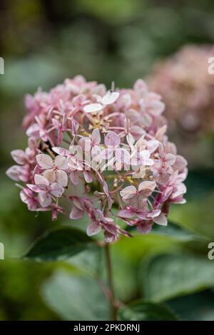 Hydrangea arborescens Incrediball Blush, Sweet Annabelle dans les fleurs de jardin Banque D'Images