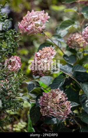 Hydrangea arborescens Incrediball Blush, Sweet Annabelle dans les fleurs de jardin Banque D'Images