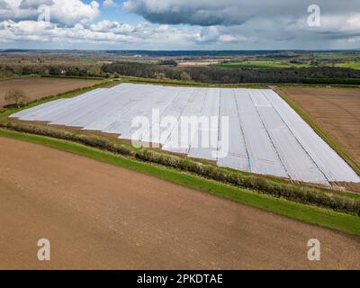 Se préparer pour les semis de printemps, un champ est couvert en feuille de plastique pour réchauffer le sol, Warwickshire, Angleterre. Banque D'Images