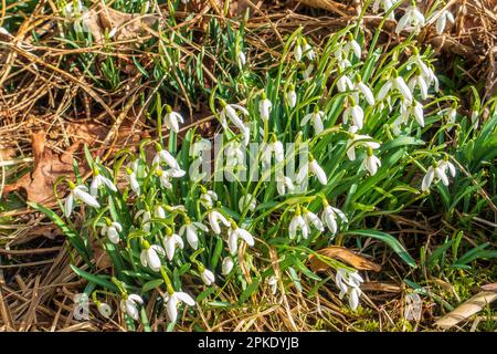 Cluster,Snowdrops,Galanthus nivalis,croissant dans les prairies.,hiver Banque D'Images