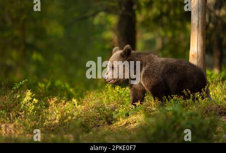 Portrait d'un adorable ours brun eurasien dans une forêt, Finlande. Banque D'Images