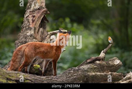 Gros plan d'un renard roux regardant un Robin chantant dans la forêt, au Royaume-Uni. Banque D'Images