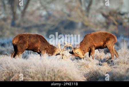 Gros plan de deux cerfs rouges qui se battent en hiver, au Royaume-Uni. Banque D'Images