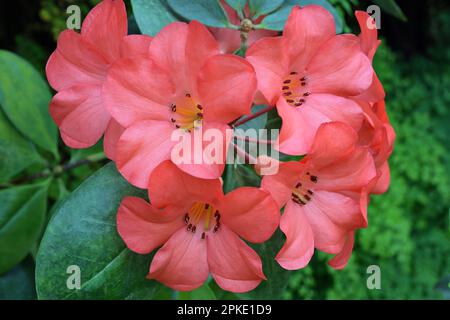 Gros plan de fleurs rouges de saumon de Rhododendron vireya sp. contre le feuillage vert Banque D'Images
