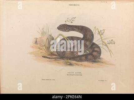 Death Adder, Acanthophis antarctique 1869 par Helena Forde Banque D'Images