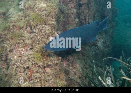 Châsse brune ou coucou mâle (Labrus merula) en mer Méditerranée Banque D'Images