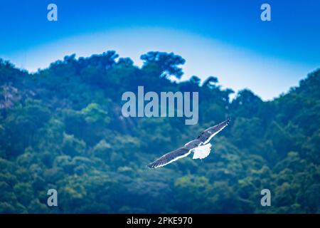 Heron volant autour d'une courbe, avec la montagne verte en arrière-plan et le ciel bleu. Banque D'Images