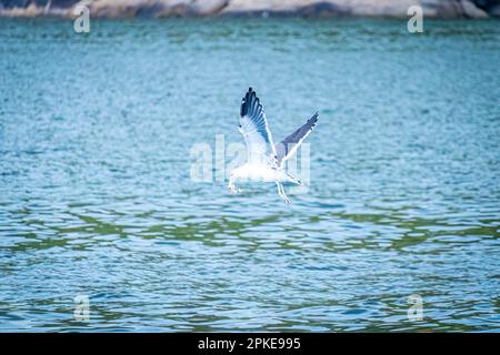 Egret volant avec des poissons pêchés dans son bec, dans la mer de la baie de Vitória, État d'Espírito Santo, Brésil. Banque D'Images