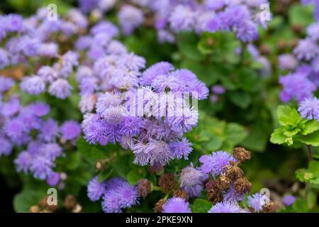 Flossflower Ageratum houstonianum dans le jardin, région de Grenade, Espagne. Fleurs violettes ageratum dans le jardin. Banque D'Images