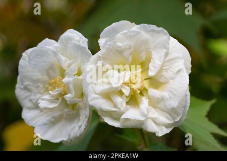 Rose fleur rugosa blanc, poussent dans le foyer sélectif de jardin. Banque D'Images