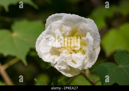 Rose fleur rugosa blanc, poussent dans le foyer sélectif de jardin. Banque D'Images