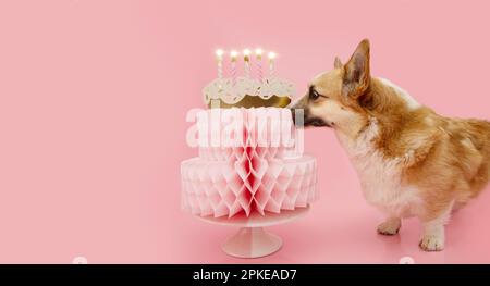 Bannière joyeux anniversaire. Corgi chiot chien célébrant anniversaire ou anniversaire avec un gâteau en papier. Isolé sur fond rose pastel Banque D'Images