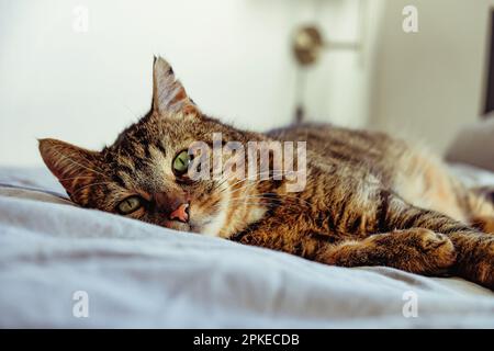 Gros plan d'un chat endormi Banque D'Images