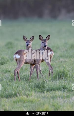 Attention... Cerf de Virginie ( Capreolus capreolus ), cerf de Virginie en début de soirée, deux does attentives Banque D'Images