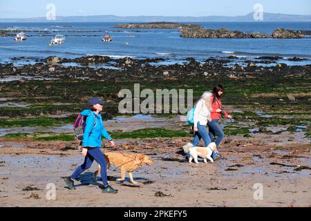 North Berwick, Écosse, Royaume-Uni. 07th avril 2023. Un magnifique départ ensoleillé le matin amène les visiteurs de vacances de Pâques et les habitants sur les plages de Berwick du Nord. Marcher le chien le long de la plage de West Bay. Crédit : Craig Brown/Alay Live News Banque D'Images