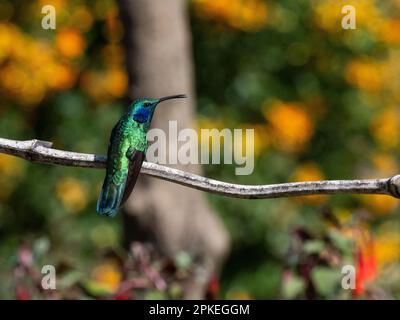 Faucons de moindre importance (Colibri cyanotus cabanidis) à Savegre, au Costa Rica Banque D'Images