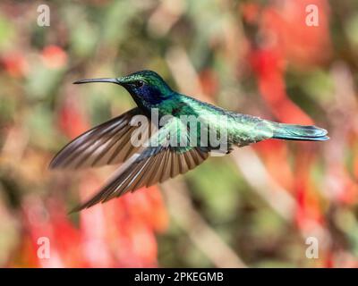 Des faucons de moindre importance (Colibri cyanotus cabanidis) en vol à Savegre, au Costa Rica Banque D'Images