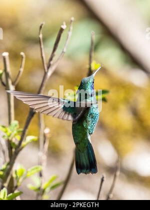 Des faucons de moindre importance (Colibri cyanotus cabanidis) en vol à Savegre, au Costa Rica Banque D'Images