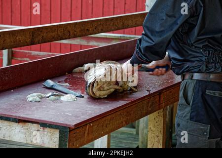 Un pêcheur traite un poisson fraîchement pêché à Å, île de Moskenesøya, Lofoten, Norvège Banque D'Images