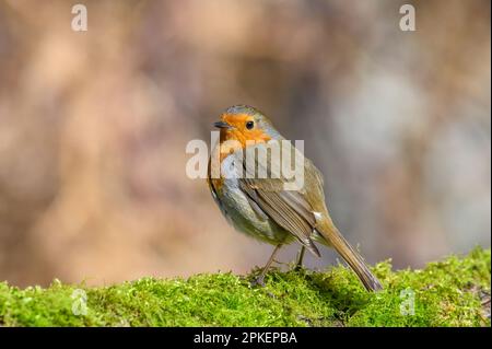 Robin eurasien, erithacus Rubecula, perchée sur une branche d'arbre couverte de mousse, hiver, vue de face, à gauche Banque D'Images