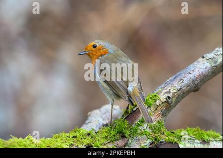 Robin eurasien, erithacus Rubecula, perchée sur une branche d'arbre couverte de mousse, hiver, vue arrière, à gauche Banque D'Images