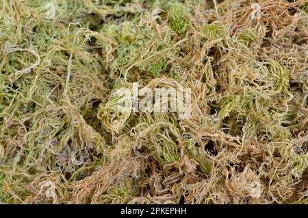 Mousses de phagnum ou de sphagnum séchées, également mousses de tourbières et de papillotes. Banque D'Images