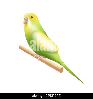Icône de perroquet de Budgerigar ou de Budgie en style 3D. Symbole oiseau tropical australien sur la branche, isolé Illustration de Vecteur