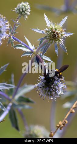 gros plan de l'abeille à bourdon sur le chardon violet ou Echinops bannaticus. Banque D'Images