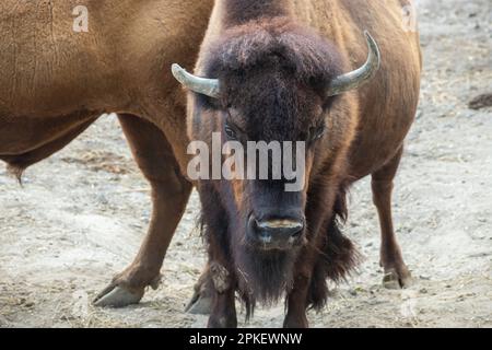 Bison européen - Bison bonasus dans la réserve. Banque D'Images